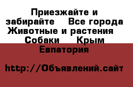 Приезжайте и забирайте. - Все города Животные и растения » Собаки   . Крым,Евпатория